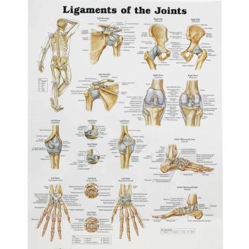 Ligaments of the Joints