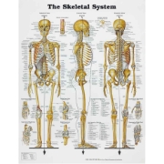 The Skeletal System Chart