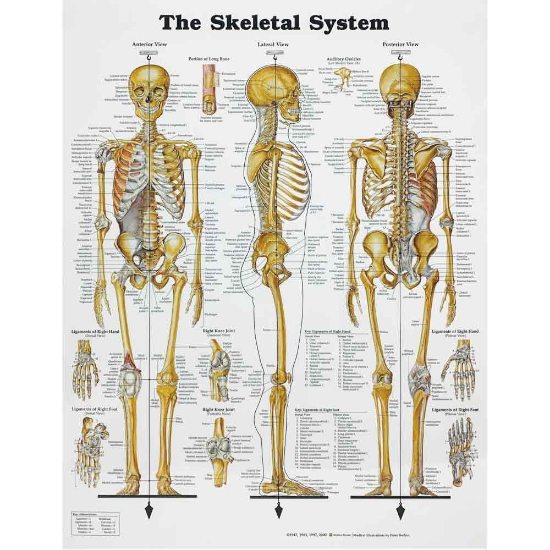 The Skeletal System