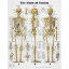 The Skeletal System