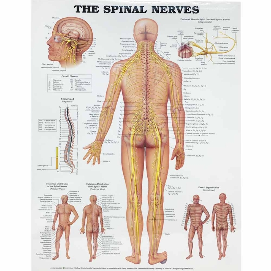 The Spinal Nerves