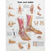 Foot and Ankle Chart