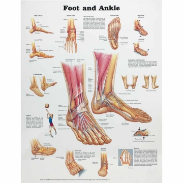 Foot and Ankle