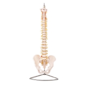 Flexible Vertebral Column Model with Female Pelvis