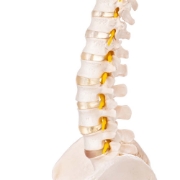 Flexible Vertebral Column Model with Female Pelvis