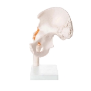 Hip Joint - Life Size Model