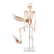 Skeleton - 85cm Tall