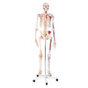Skeleton - with Muscles and Ligaments 180cm Tall