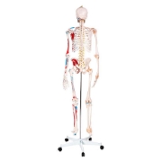 Skeleton - with Muscles and Ligaments 180cm Tall