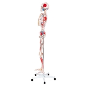 Skeleton - with Muscles and Ligaments 180cm Tall