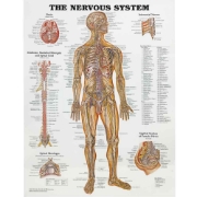 The Nervous System Chart 594mm x 420mm