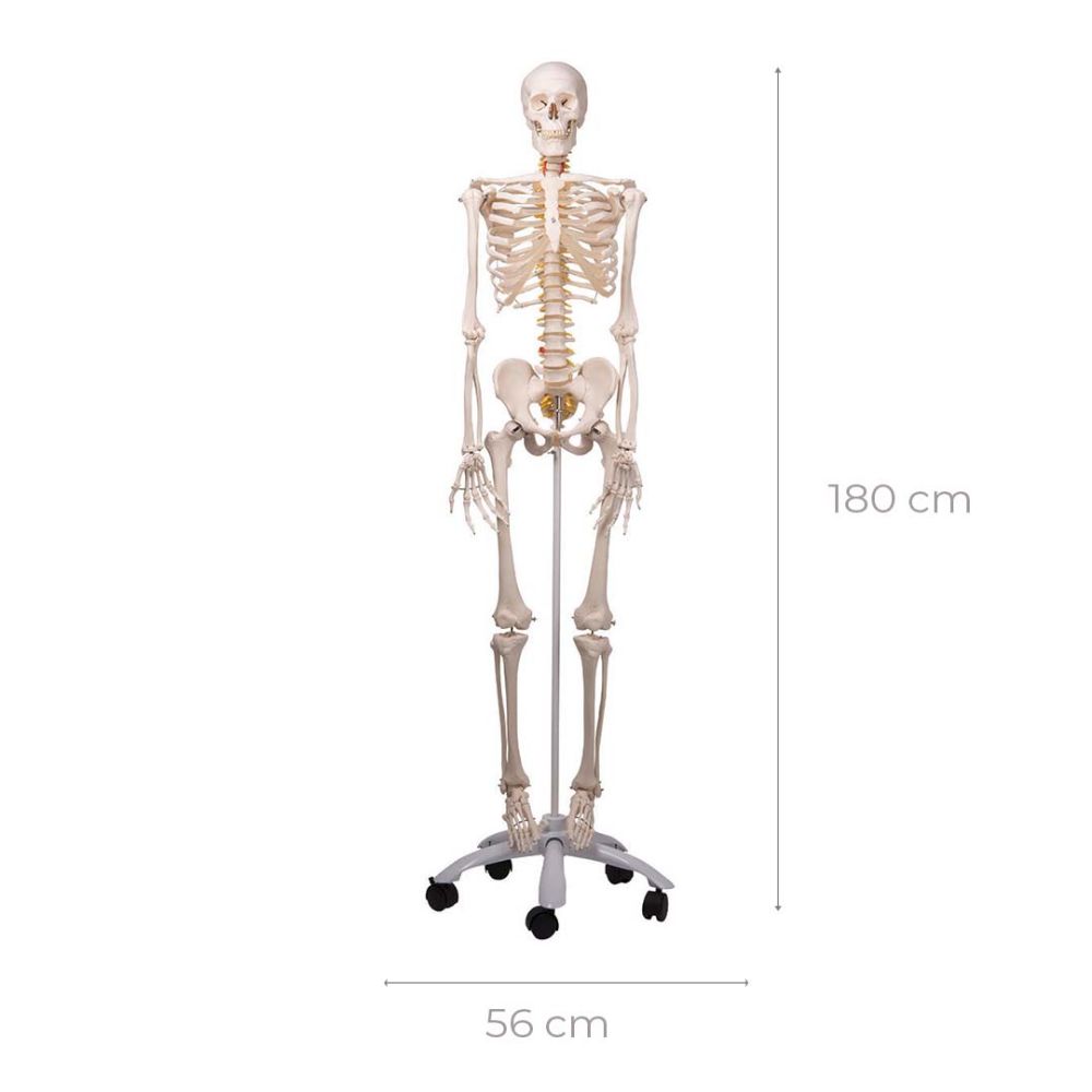 Life Size Skeleton 180cm Tall HiTech Therapy Online