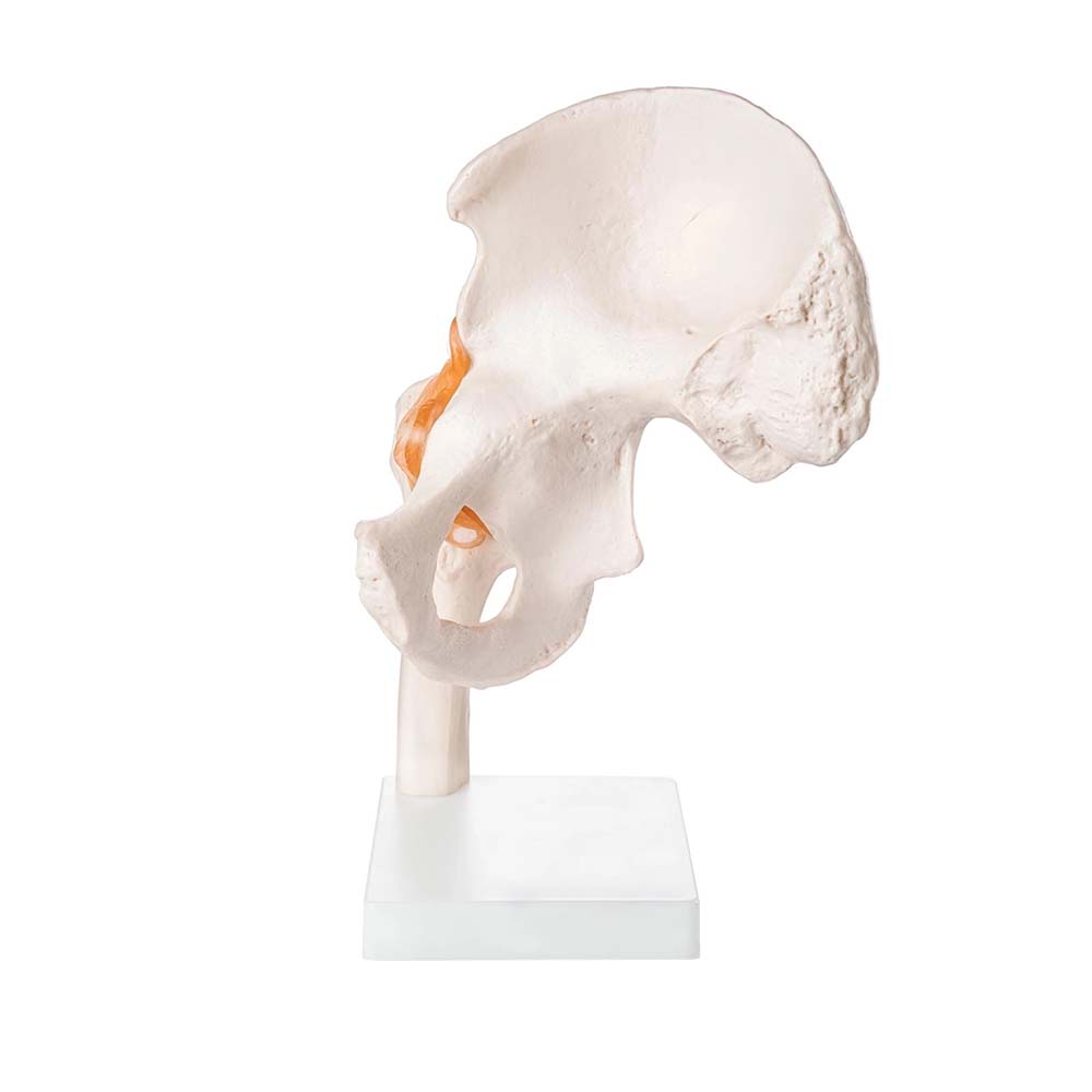 Life Size Hip Joint Model | HiTech Therapy Online