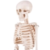 Skeleton - 85cm Tall