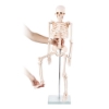 Skeleton - 85cm Tall